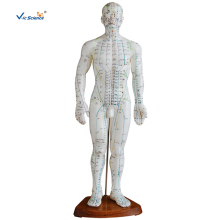 50CM PVC Male Acupuncture Model