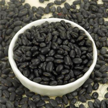 Organically Grown Small Black Kidney Bean