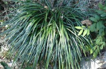 Traditional chinese medicine Ophiopogonis Radix Ophiopogon root