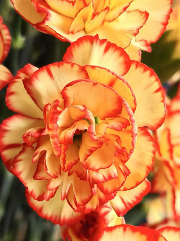 স্প্রে কার্নেশন samba2 Spray carnation samba2