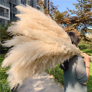 YAYUN A-3005 Extra Large Beige Pampas Grass - Natural Dried Phragmites Communis Decor