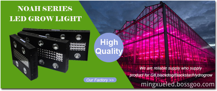 NOAH 4 LED GROW LIGHT