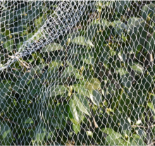 Anti Bird Trapping Netting