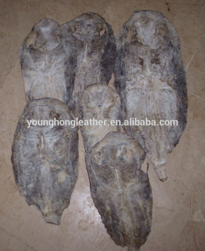 Wet salted stingray skin leather