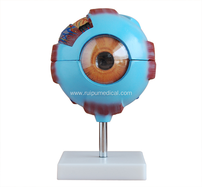 Giant Eye Model for Medical Teaching