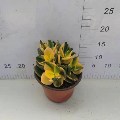 Crassula ovata for sale