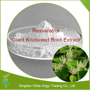 Organic giant knotweed extract /giant knotweed root extract