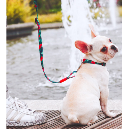 Laisse de chien de polyester couleur complète