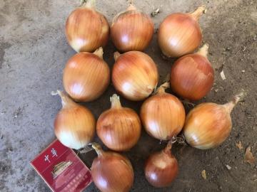 the cost effective Onions