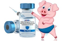 Highly Pathogenic Porcine Reproductive and Respiratory Syndrome Vaccine, Live (STRAIN TJM-F92)