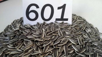 Natural sunflower seeds 601 from Inner Mongolia