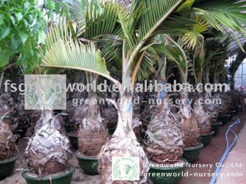 bottle palm trees
