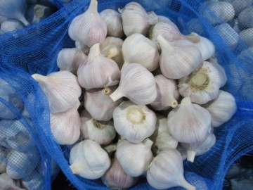 Cold Storage Fresh Normal Garlic In Bag