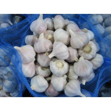 Cold Storage Fresh Normal Garlic In Bag