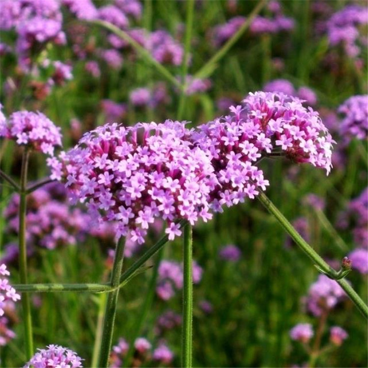 Vervain minyak verbena officinalis