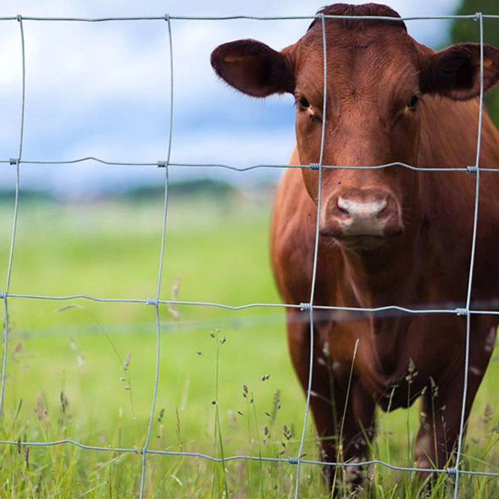 Professional Manufacture Galvanized Farm Field Fence for Poultry