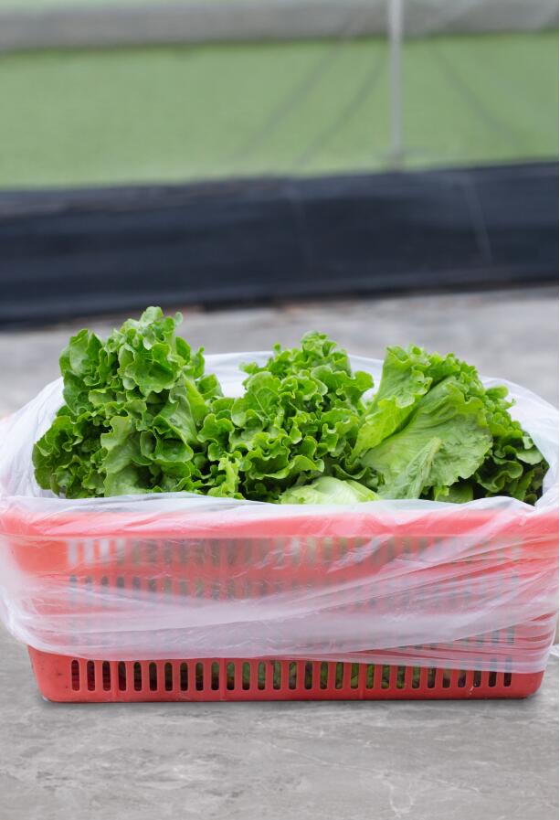 Plastic Bag for Vegetable