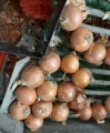 κίτρινο κρεμμύδι στην αγορά της Ινδονησίας