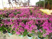 Bougainvillea shrubs trees