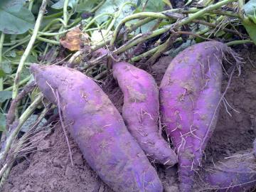 Manufacture wholesale Purple Sweet Potato Extract powder/Purple Sweet Potato powder