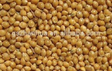 Yellow broomcorn millet