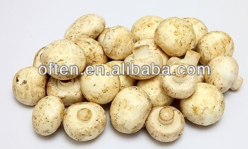 New crop fresh ingredient canned mushrooom