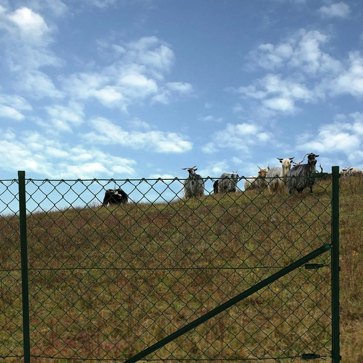 chain link fence for farm