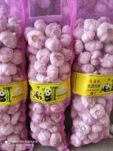 Best Quality Fresh Garlic