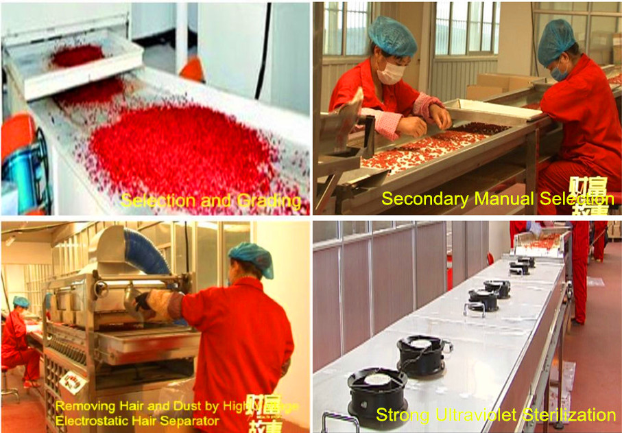 Goji berry Selection, grading,removing hair, manual selection and sterilization process