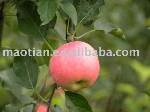 China Fresh Gala Apples