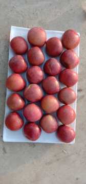 dark red apples for all ove the world