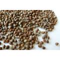 Perilla Seed In Chinese