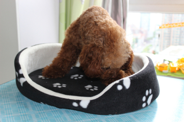 cheaper folremovable pet bed doggy house with cushion from china