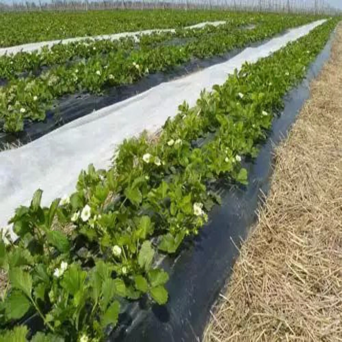 OEM Service Breathable Plant Cover Fabric Spunbond Non Woven Winter Proof Tree Protector Plant