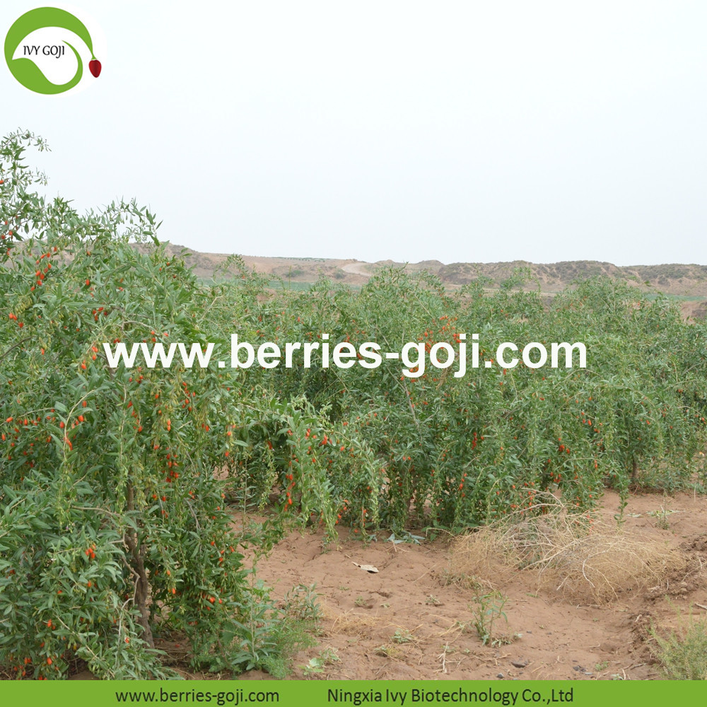 Goji Berries