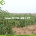 โภชนาการขายส่ง Healthy Eu Standard Goji Berries