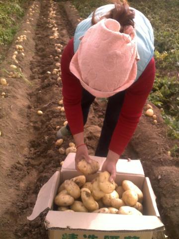 Shandong Tengzhou production organic holland fresh potatoes