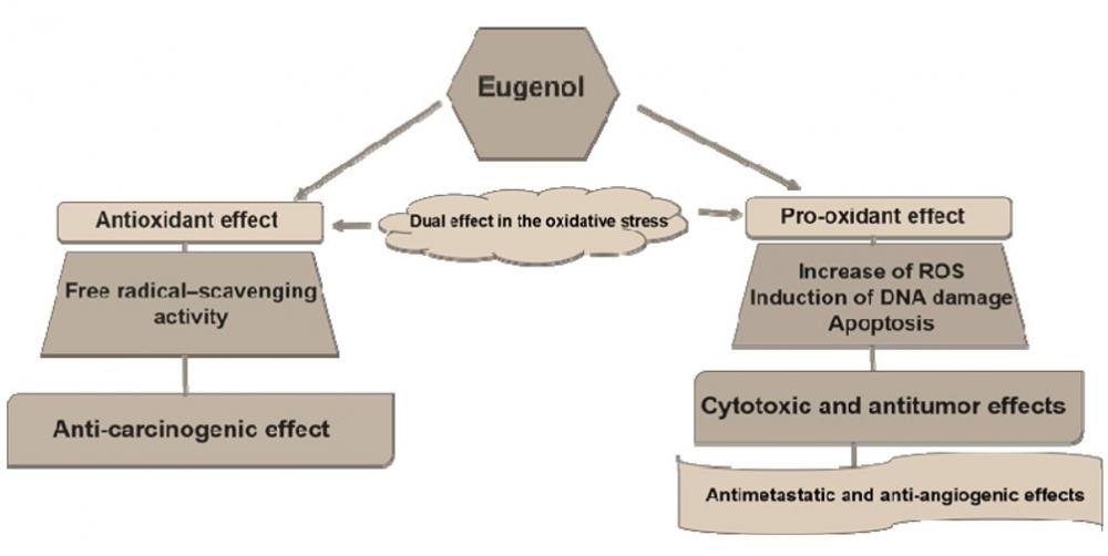 Suministro de fábrica 99% de aceite de eugenol para uso farmacéutico