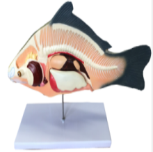 Anatomical model of sea bass