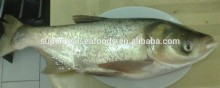 Available Stock Of Frozen Silver Carp