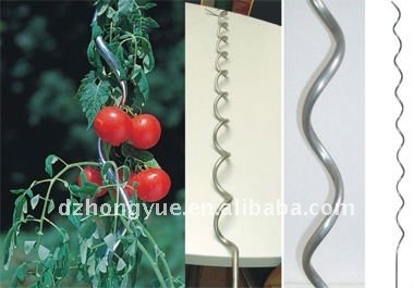 galvanized tomato spiral plant support and tomato cage