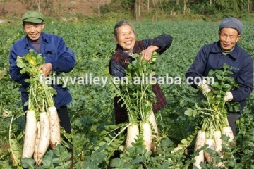 All Kinds Of High Quality Radish Seeds Turnip Seeds For Cultivating