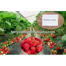 High Yield Large Sweet White Red Black Creamy Strawberry Seeds For Field Cultivation