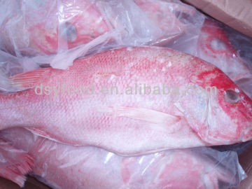 Frozen Seabream