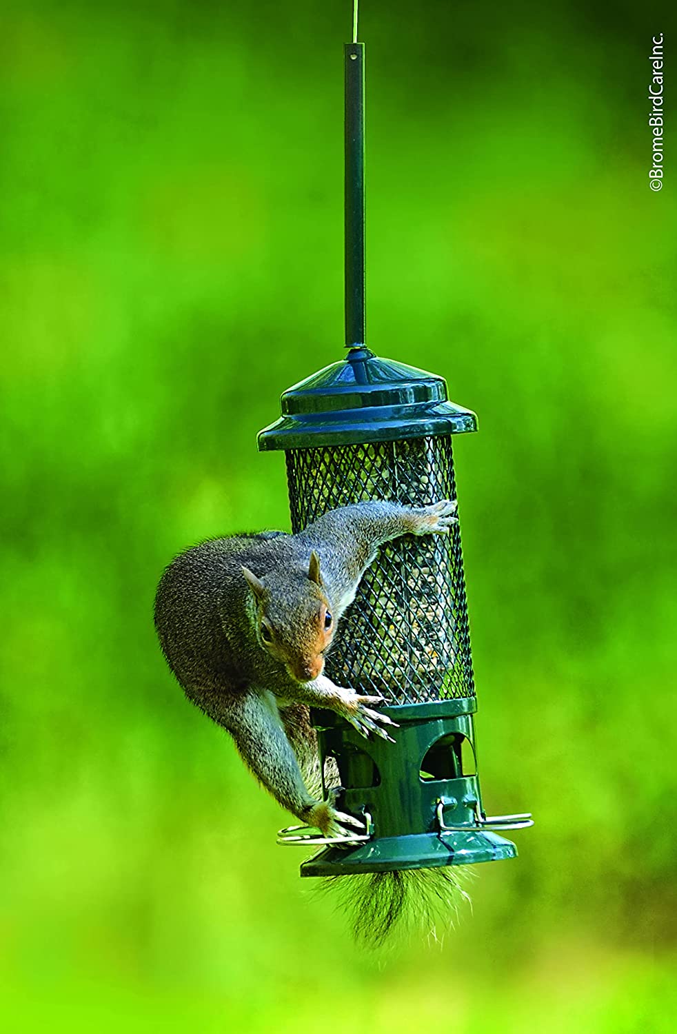 Mangiatoia per uccelli scoiattoli