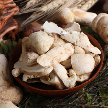 Detan Gefrorenes Wildes Tricholoma Matsutake