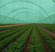 Best Quality Crazy Price Greenhouse Sun Shade Cloth