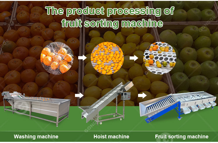 Mango Date Automatic Cherry Vegetable Fruit Olive Garlic Size Grading Sorting Machine for Fruit and Table