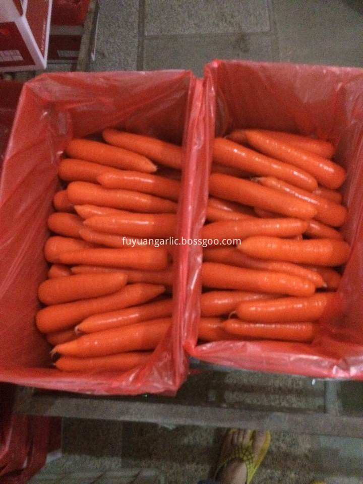 xiamen carrot 