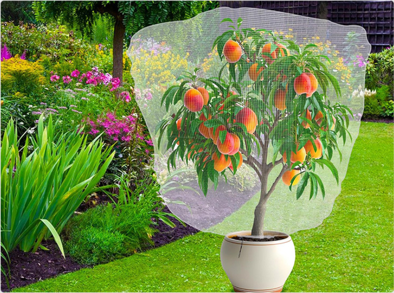 Cover de insetos3.jpg insect cover3.jpg